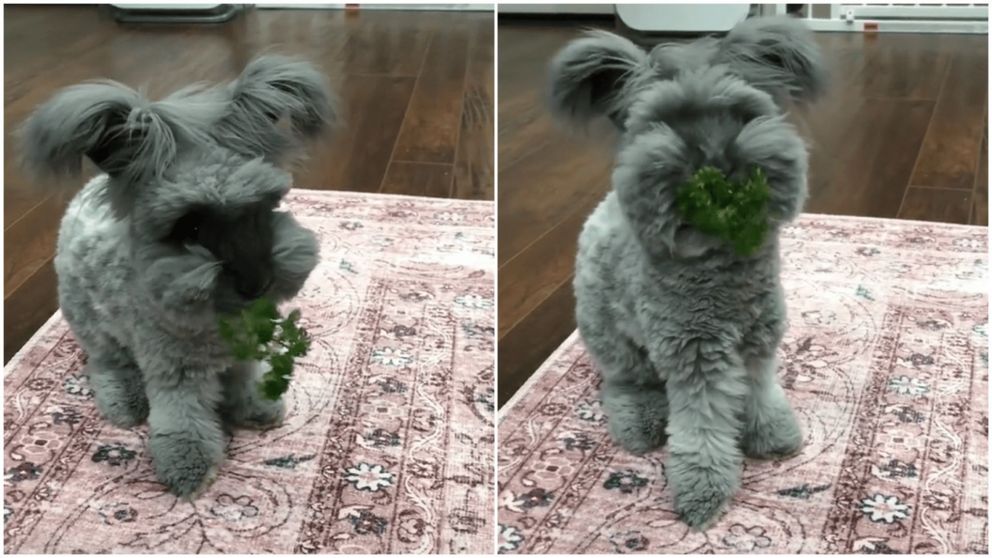 Una insólita mascota se hizo viral en las redes (TikTok/@luisenriquevh0).