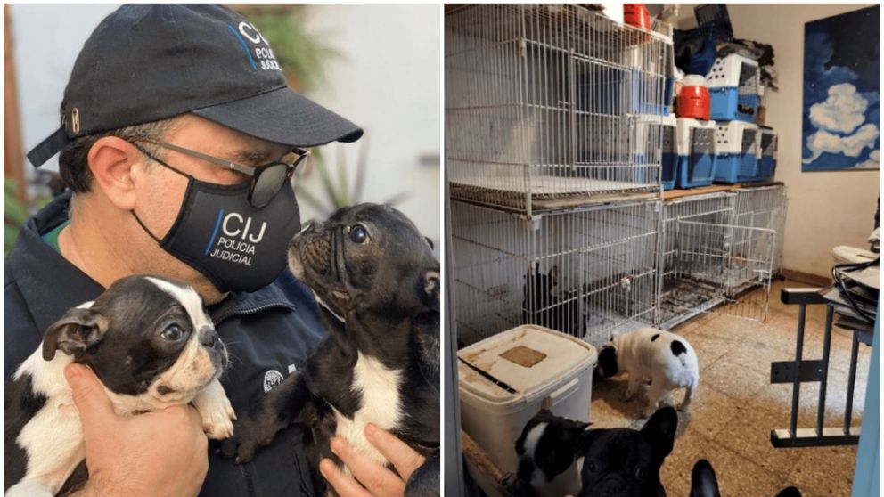 Un departamento de Villa Crespo funcionaba de criadero ilegal de perros (Twitter/@MPFCABA).