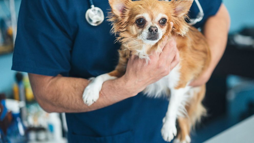 Hasta el momento, el virus mató al menos a 30 caninos después de que presentaran síntomas similares al parvovirus.