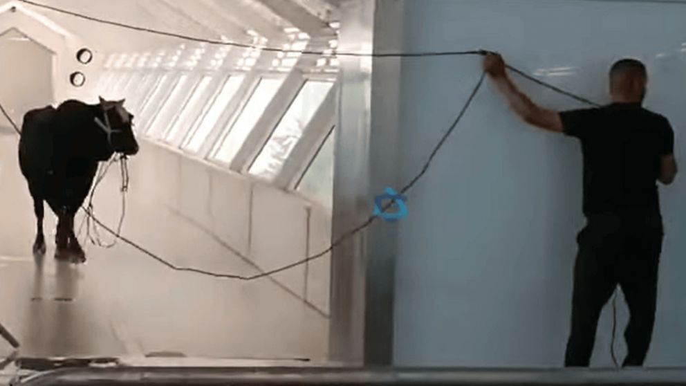 Israel: un toro entró a un banco y causo pánico.