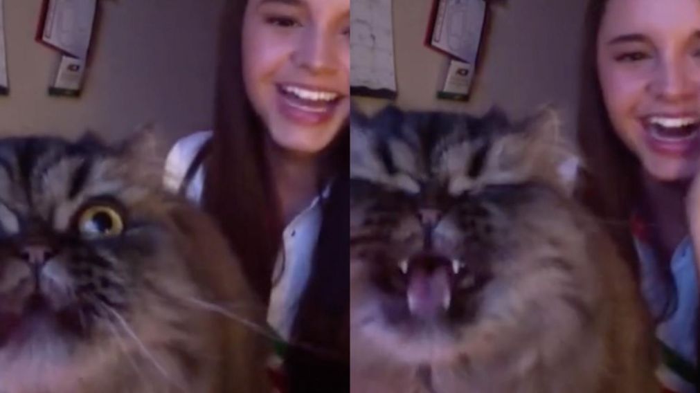 El animal se ganó el amor de todos en TikTok.
