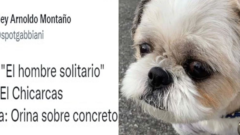 Furor por perro artista que "pinta" con su orina: en las redes lo acusan de plagio.