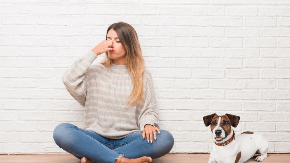 5 trucos infalibles para eliminar el olor a perro de tu ropa y tu casa.