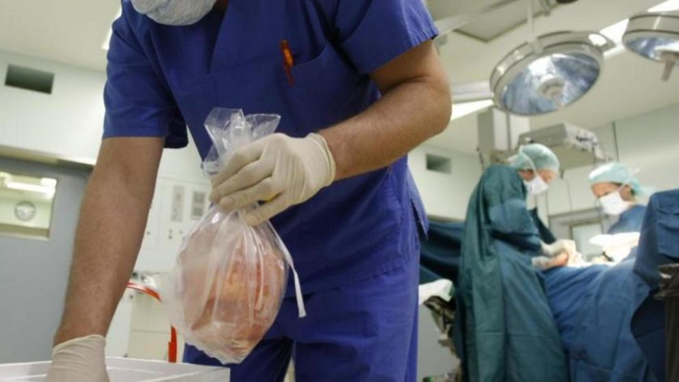 Una investigación podría resultar un importante avance científico.