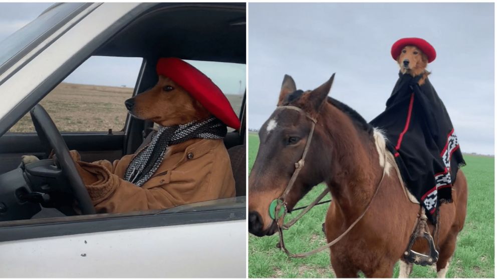 El perro "Preguntale" es furor en las redes (TikTok/@diegocuadro816).