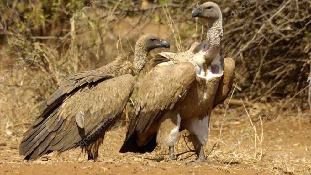 Asociaciones de defensas de la naturaleza indicaron que los hechos ocurrieron en Botsuana y Sudáfrica.