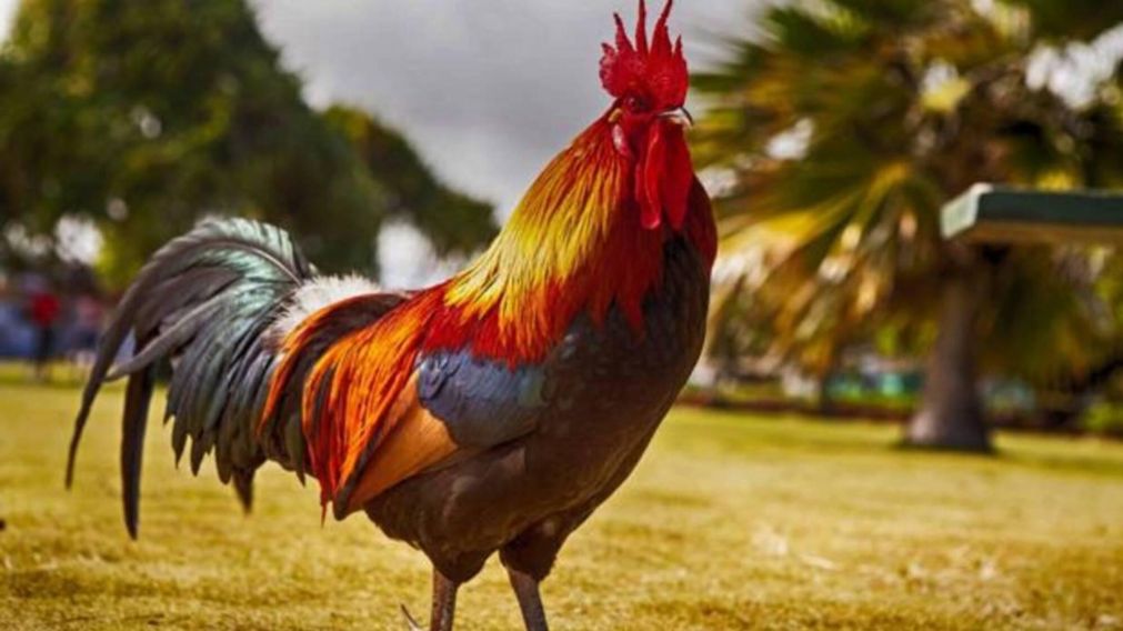 El dueño del gallo no quiere dejarlo, pese a las demandas.