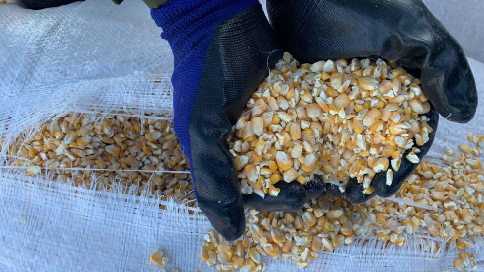 Secuestran 30 toneladas de maíz partido valuadas en más de 6200 dólares.