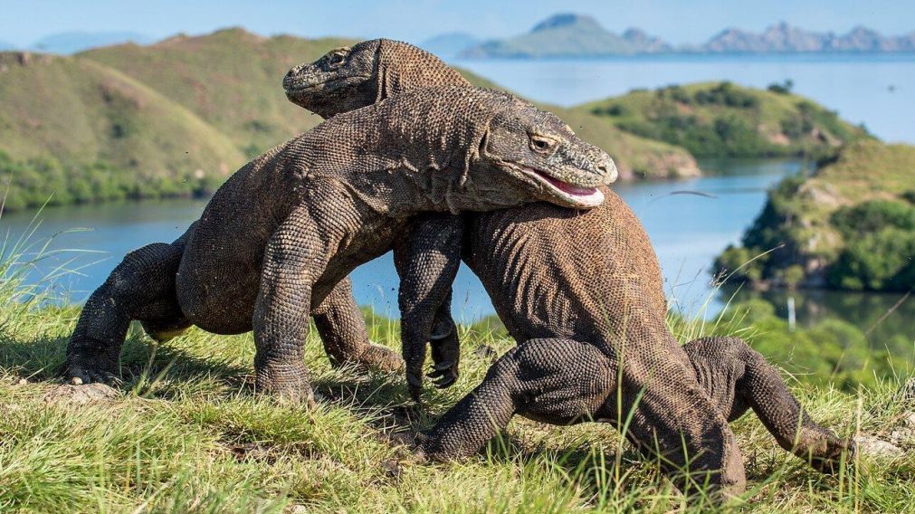 El lagarto de Komodo es uno de los más peligrosos (Imagen ilustrativa).