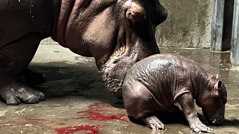 La bebé hipopótama pesó 13 kg.