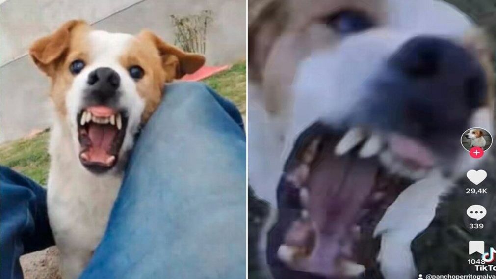 Viral: perro explota de furia cuando le cantan el tema furor "bebito fiu fiu".