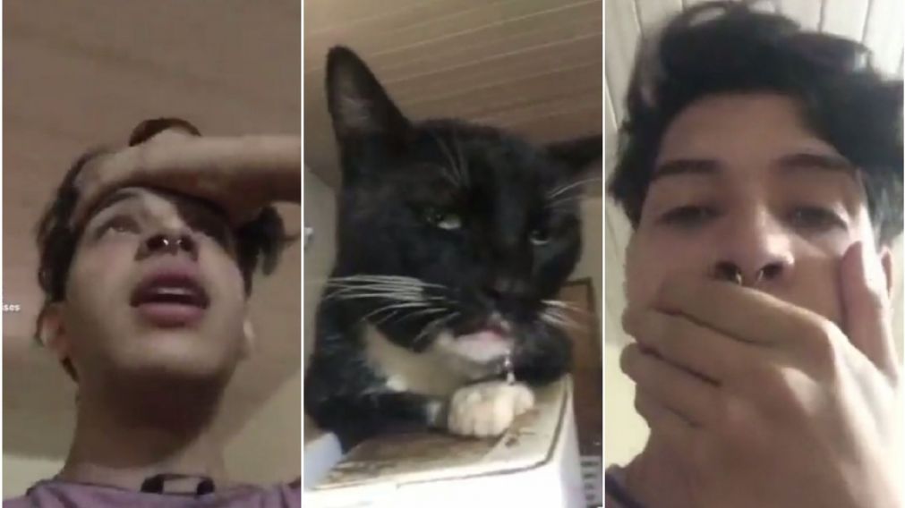 Un joven descubrió que su gato se comió sus brownies con marihuana y su reacción se hizo viral (Imagen captura vídeo).