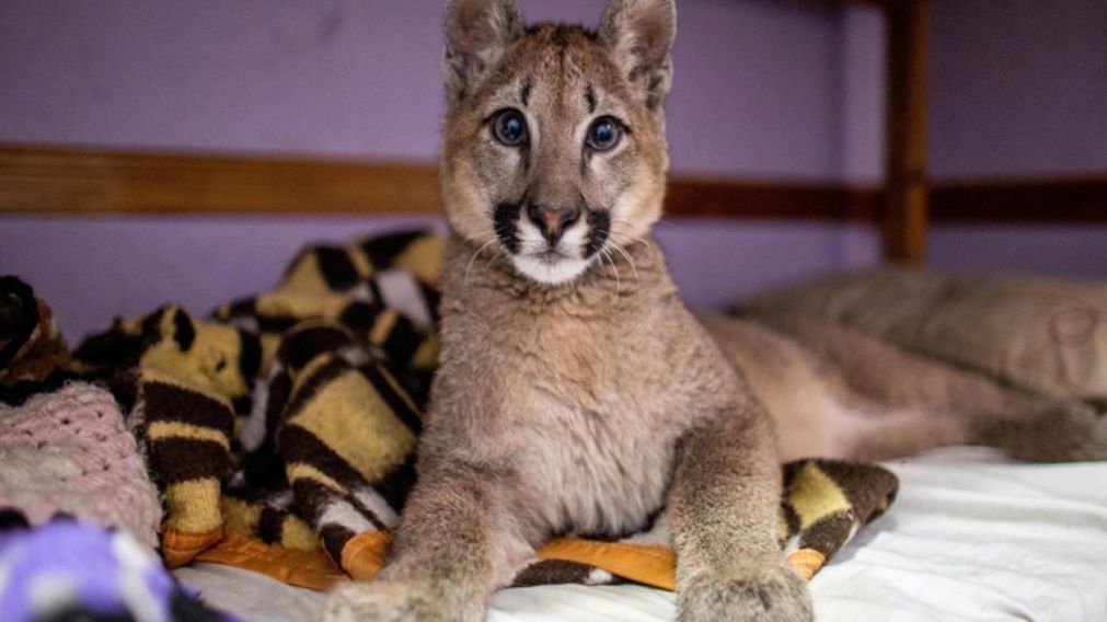 Lola Limón, el puma declarado "animal no humano sujeto de derechos" (Gentileza Télam)