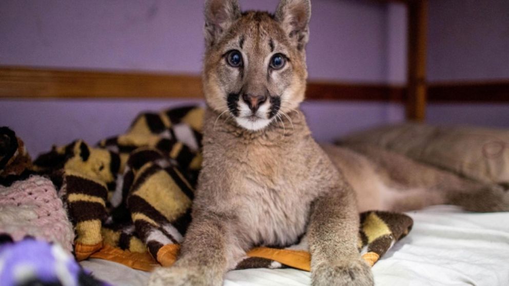 Lola Limón, el puma declarado "animal no humano sujeto de derechos" (Gentileza Télam)