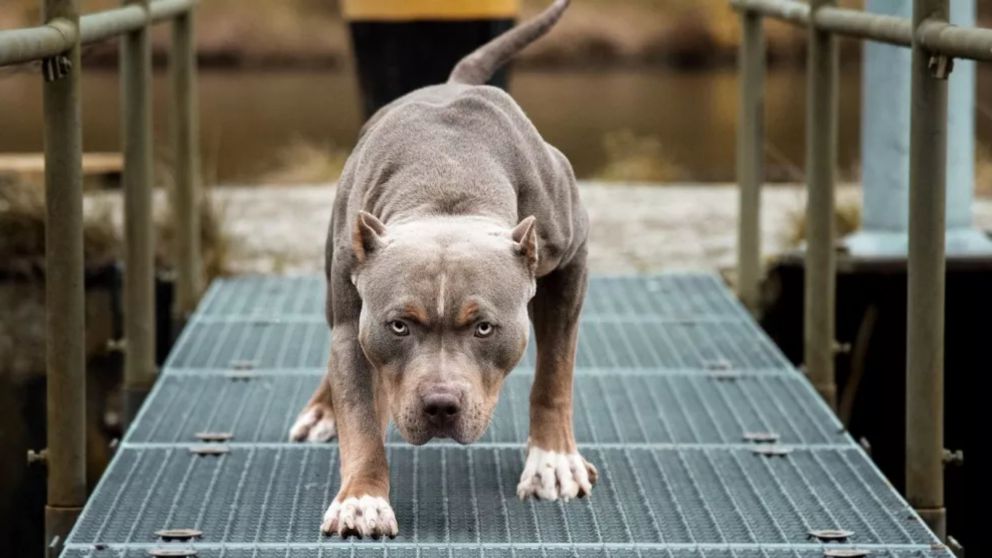 Un perro de raza pitbull atacó a un adolescente y lo dejó en el hospital.