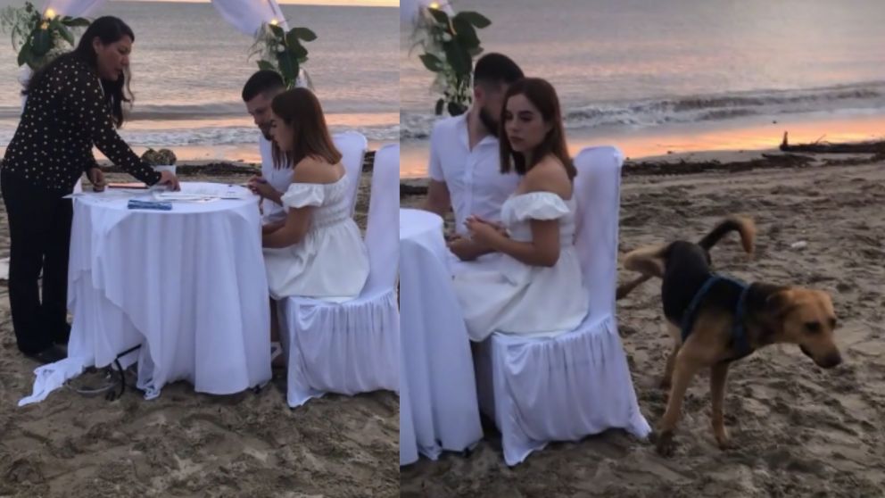 Una pareja se estaba casando y el perro les dio su "bendición" orinándolos (Imagen captura vídeo).
