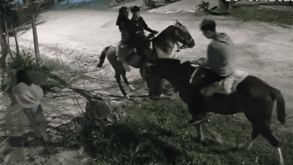 Las parejas a bordo de caballos se hicieron viral en las redes sociales.