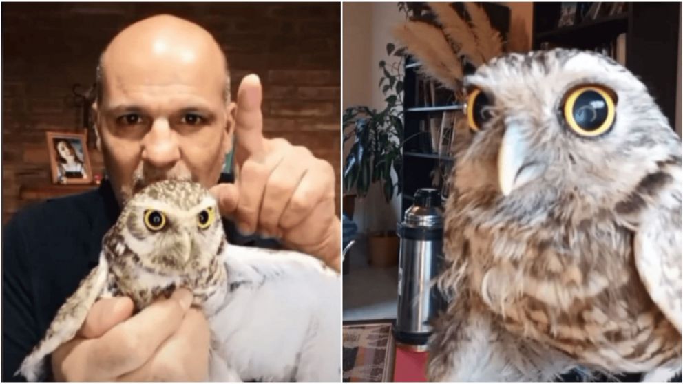 La divertida lechuza que captó la atención de todo TikTok.