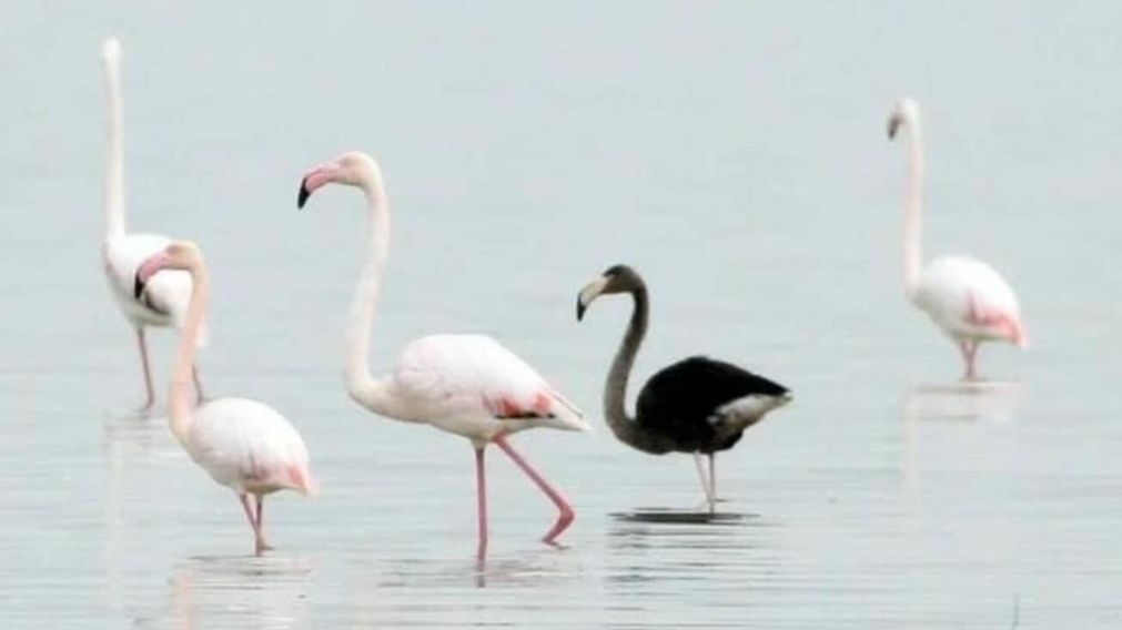 El animal se llama Melani y suponen que tiene 10 años (ImagendeVeracuz.com)