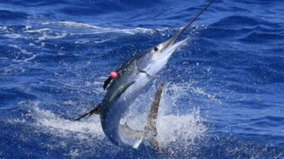 El pez espada habita casi todos los oc�anos del mundo (Imagen ilustrativa).