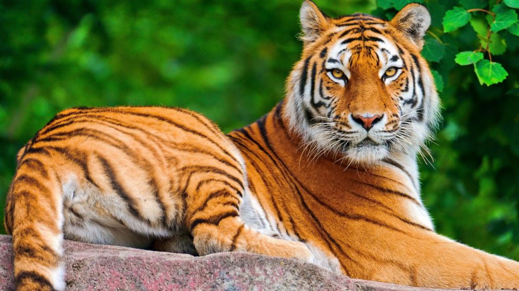 El tigre suele habitar en el continente asiático (Imagen ilustrativa).