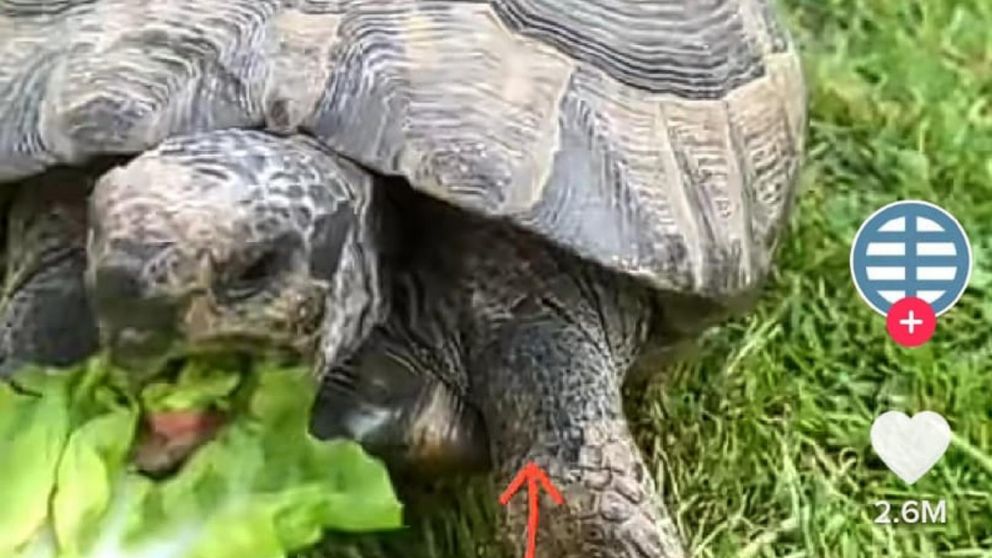 El video fue visto por más de 2.6 millones de personas en TikTok.