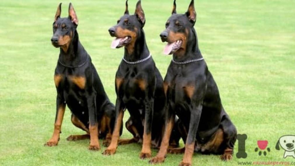 Adopt� dos perros "guardianes", pero le sali� el tiro por la culata y se hizo viral.