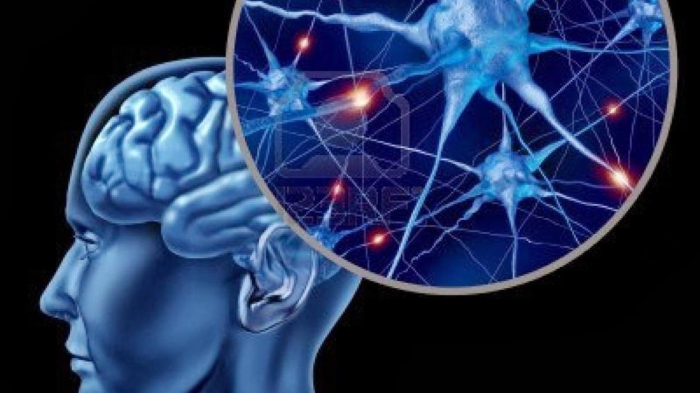 El cerebro controla todo el cuerpo (Imagen ilustrativa).