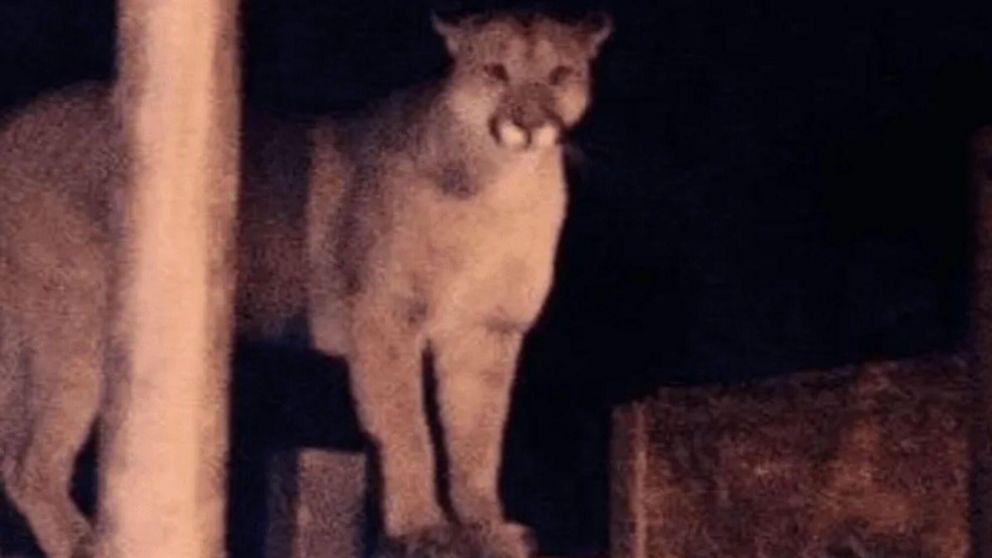 Sigue el operativo de búsqueda en San Juan para dar con el puma.