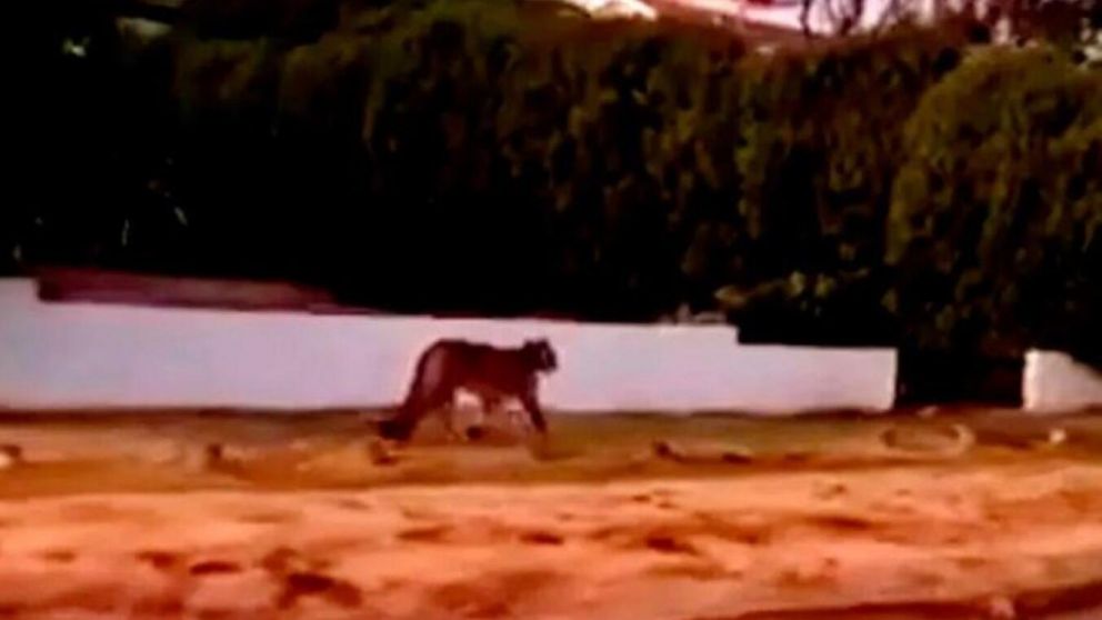 Los pumas causaron revuelo en Villa Gesell (Twitter).