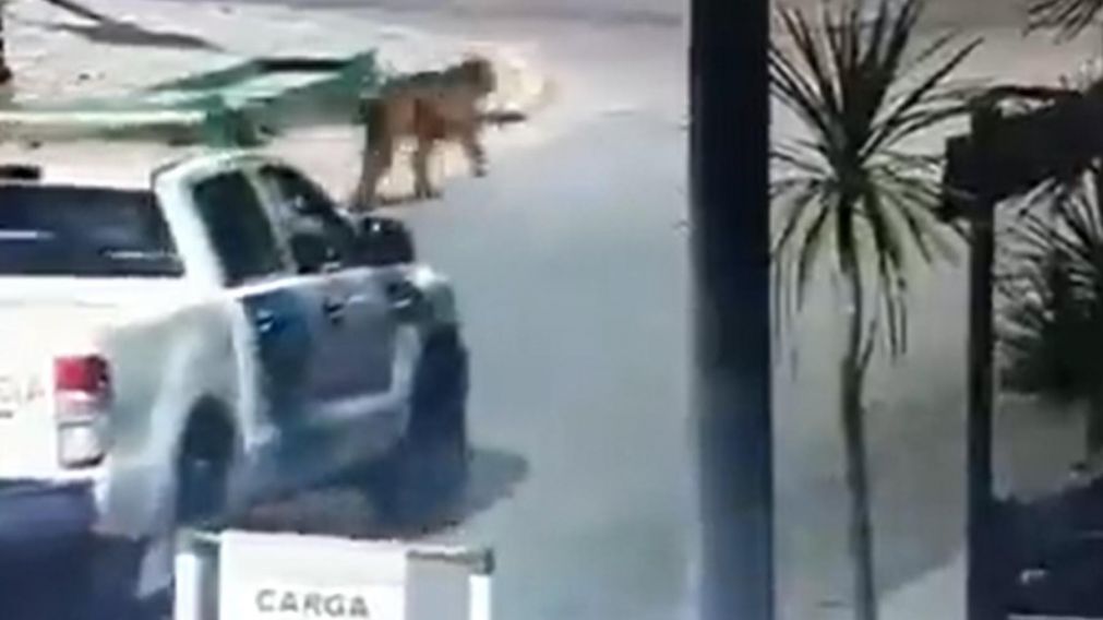 El momento en el que uno de los pumas fue captado por las cámaras del Centro de Monitoreo de Villa Gesell (Captura de video).
