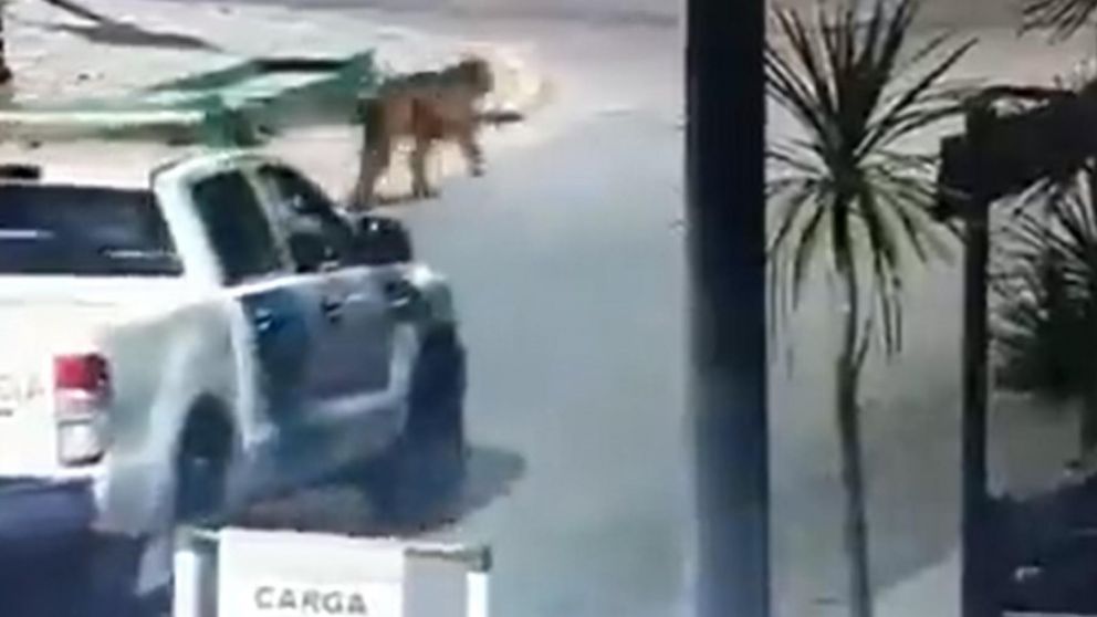 El momento en el que uno de los pumas fue captado por las cámaras del Centro de Monitoreo de Villa Gesell (Captura de video).